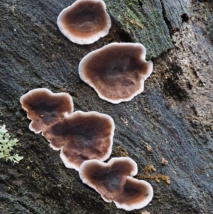 Xylobolus illudens at Cotter River, ACT - 9 Jul 2016