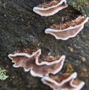 Xylobolus illudens at Cotter River, ACT - 9 Jul 2016