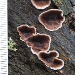 Xylobolus illudens at Cotter River, ACT - 9 Jul 2016