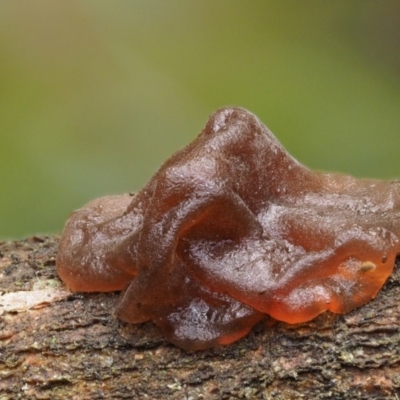 Gelatinous, on wood – genus uncertain at Cotter River, ACT - 9 Jul 2016 by KenT