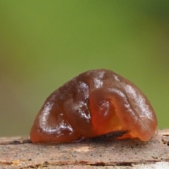 Gelatinous, on wood – genus uncertain at Cotter River, ACT - 9 Jul 2016 02:27 PM