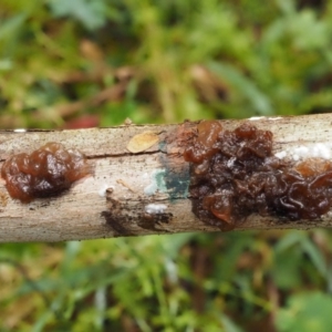 Gelatinous, on wood – genus uncertain at Cotter River, ACT - 9 Jul 2016 02:27 PM