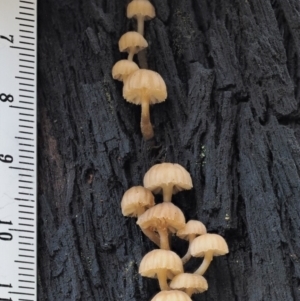 zz agaric (stem; gills white/cream) at Cotter River, ACT - 9 Jul 2016