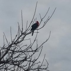 Alisterus scapularis (Australian King-Parrot) at Queanbeyan West, NSW - 7 Aug 2016 by Speedsta