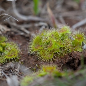 Drosera sp. at Murrumbateman, NSW - 7 Aug 2016