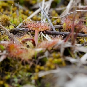 Drosera sp. at Murrumbateman, NSW - 7 Aug 2016