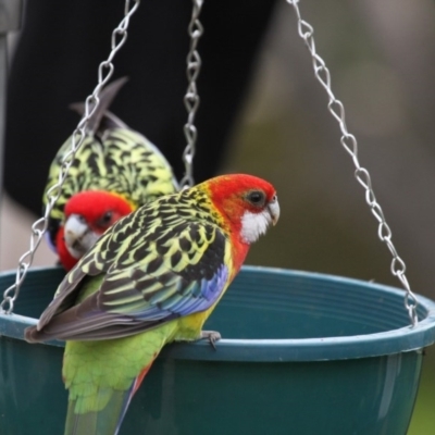 Platycercus eximius (Eastern Rosella) at Higgins, ACT - 7 Aug 2016 by Alison Milton