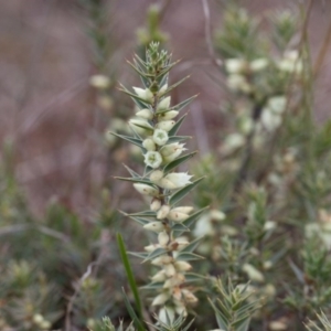 Melichrus urceolatus at Murrumbateman, NSW - 7 Aug 2016 12:00 AM