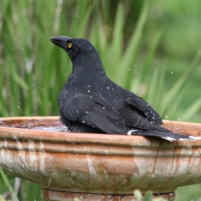 Strepera graculina (Pied Currawong) at Higgins, ACT - 7 Aug 2016 by AlisonMilton