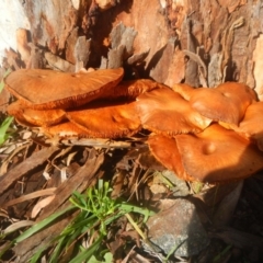 Gymnopilus junonius (Spectacular Rustgill) at Higgins, ACT - 23 Jul 2016 by AlisonMilton