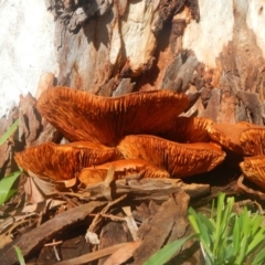 Gymnopilus junonius at Higgins, ACT - 23 Jul 2016