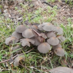 Coprinellus etc. (An Inkcap) at Higgins, ACT - 19 Jun 2016 by AlisonMilton