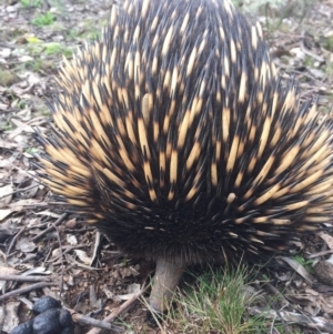 Tachyglossus aculeatus at Watson, ACT - 7 Aug 2016