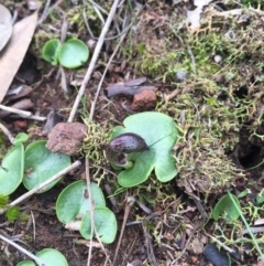 Corysanthes incurva (Slaty Helmet Orchid) at Canberra Central, ACT by AaronClausen