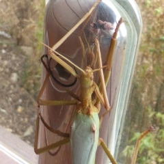 Podacanthus typhon (Pink-winged Stick Insect) at Yarralumla, ACT - 21 Dec 2015 by Mike