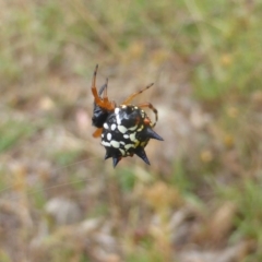 Austracantha minax (Christmas Spider, Jewel Spider) at Isaacs Ridge - 29 Jan 2016 by Mike