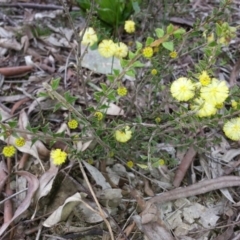 Acacia gunnii (Ploughshare Wattle) at Majura, ACT - 7 Aug 2016 by waltraud