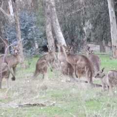 Macropus giganteus (Eastern Grey Kangaroo) at Fadden, ACT - 24 Jul 2016 by RyuCallaway