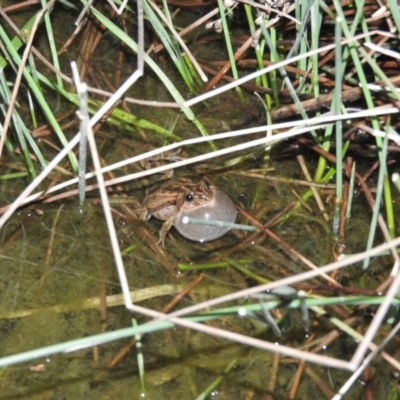 Crinia signifera (Common Eastern Froglet) at Fadden, ACT - 29 Jul 2016 by RyuCallaway