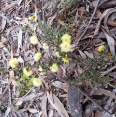 Acacia gunnii (Ploughshare Wattle) at Majura, ACT - 7 Aug 2016 by waltraud
