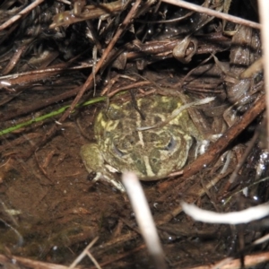 Neobatrachus sudellae at Fadden, ACT - 29 Jul 2016 06:25 PM