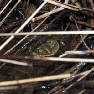 Neobatrachus sudellae at Fadden, ACT - 29 Jul 2016 06:25 PM