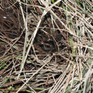 Neobatrachus sudellae at Fadden, ACT - 29 Jul 2016 06:25 PM