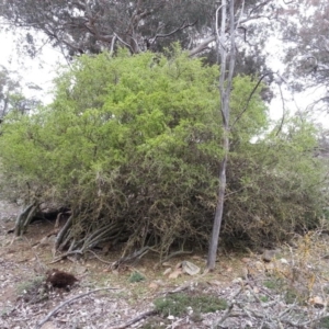 Lycium ferocissimum at Majura, ACT - 7 Aug 2016 04:01 PM