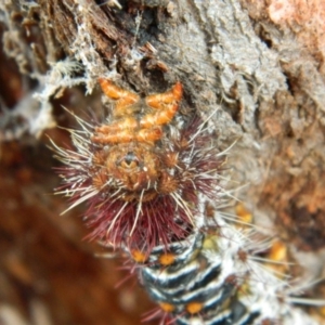 Chelepteryx collesi at Lyons, ACT - 5 Jan 2016