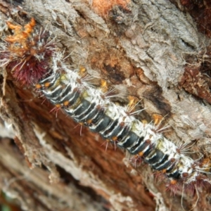 Chelepteryx collesi at Lyons, ACT - 5 Jan 2016