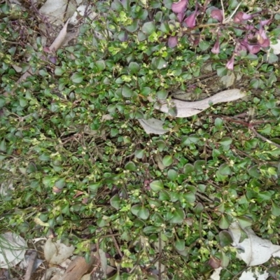 Einadia hastata (Berry Saltbush) at Majura, ACT - 7 Aug 2016 by waltraud