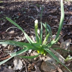 Narcissus tazetta (Jonquil) at Hackett, ACT - 24 Jul 2016 by waltraud