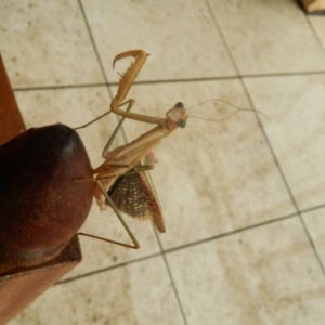 Tenodera australasiae at Fadden, ACT - 25 Jan 2016