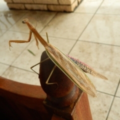 Tenodera australasiae at Fadden, ACT - 25 Jan 2016 07:50 PM