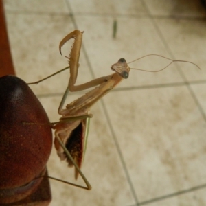 Tenodera australasiae at Fadden, ACT - 25 Jan 2016