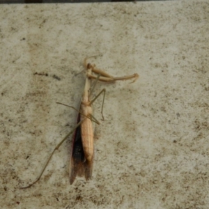 Tenodera australasiae at Fadden, ACT - 25 Jan 2016