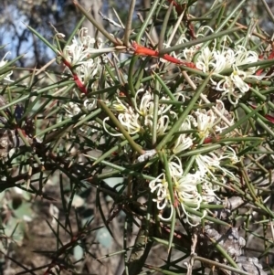 Hakea decurrens subsp. decurrens at Majura, ACT - 24 Jul 2016