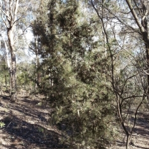 Hakea decurrens subsp. decurrens at Majura, ACT - 24 Jul 2016