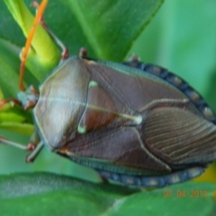 Musgraveia sulciventris (Bronze Orange Bug) at Fadden, ACT - 7 Apr 2013 by RyuCallaway