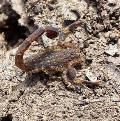 Lychas marmoreus (Little Marbled Scorpion) at Canberra Central, ACT - 31 Oct 2015 by MattM