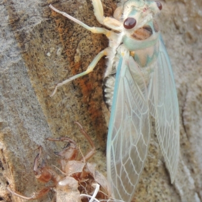 Psaltoda moerens (Redeye cicada) at Paddys River, ACT - 26 Nov 2013 by MichaelBedingfield