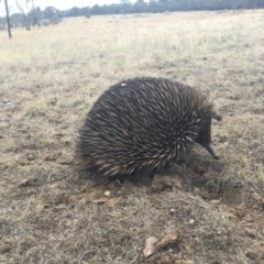 Tachyglossus aculeatus (Short-beaked Echidna) at Gungahlin, ACT - 23 Jan 2016 by AaronClausen