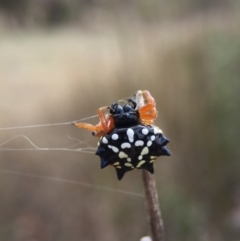 Austracantha minax (Christmas Spider, Jewel Spider) at Wollogorang, NSW - 26 Jan 2016 by AaronClausen