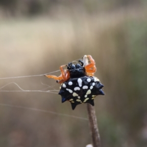 Austracantha minax at Wollogorang, NSW - 26 Jan 2016 11:12 AM