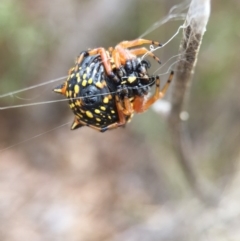 Austracantha minax at Wollogorang, NSW - 26 Jan 2016 11:12 AM