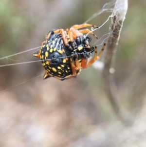 Austracantha minax at Wollogorang, NSW - 26 Jan 2016 11:12 AM