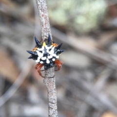 Austracantha minax (Christmas Spider, Jewel Spider) at Belconnen, ACT - 14 Feb 2016 by AaronClausen