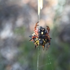 Austracantha minax at Belconnen, ACT - 14 Feb 2016