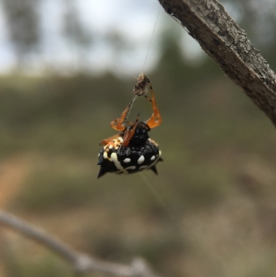 Austracantha minax (Christmas Spider, Jewel Spider) at Mount Majura - 15 Mar 2016 by AaronClausen