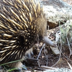 Tachyglossus aculeatus (Short-beaked Echidna) at Canberra Central, ACT - 19 Jul 2015 by AaronClausen